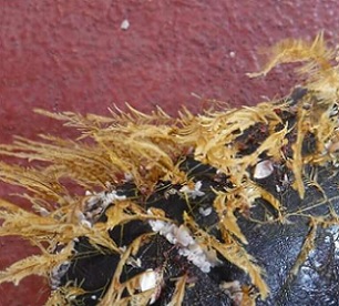 Coastal podded hydroid Aglaophenia pluma, an open-ocean crab (Planes genus) and open-ocean gooseneck barnacles (Lepas genus) colonizing a piece of floating debris. Credit: Smithsonian Institution Coastal podded hydroid Aglaophenia pluma, an open-ocean crab (Planes genus) and open-ocean gooseneck barnacles (Lepas genus) colonizing a piece of floating debris. Credit: Smithsonian Institution