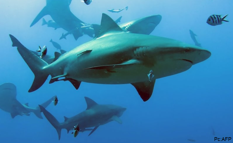 PNG MPA
