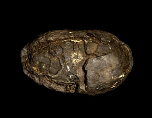 Polymetallic nodule. Credit: John Cancalosi Alamy
