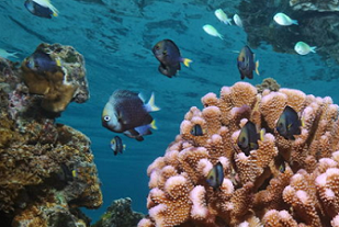 corals and fish