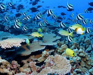 Reef fish in Papahanaumokuakea. Credit - James Watt. Reef fish in Papahanaumokuakea. Credit - James Watt.