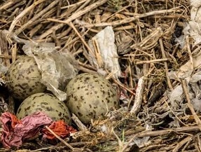 seabird nests. Credit - University of Glasgow