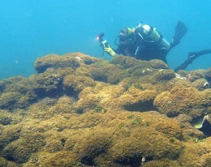 A new species of seaweed covers dead a coral reef at Pearl and Hermes Atoll in the remote Northwestern Hawaiian Islands. Taylor Williams/College of Charleston via AP) (Associated Press)