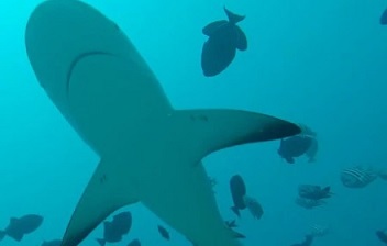 Marine Protected Areas need to be much bigger to support shark conservation. credit - GLOBAL FINPRINT