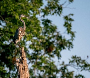 Photo by Stephen Taglieri for Mongabay. Photo by Stephen Taglieri for Mongabay.