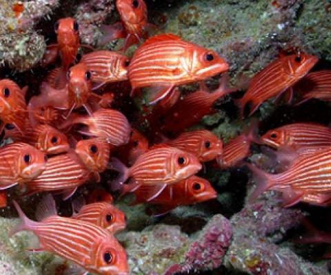 A school of Hawaiian squirrelfish (Sargocentron xantherythrum) swim in Papahānaumokuākea Marine National Monument in 2006. Image by James Watt/USFWS via Wikimedia Commons (CC BY 2.0).