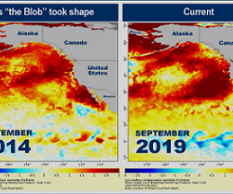 graphic showing heating increase of pacific ocean. NOAA