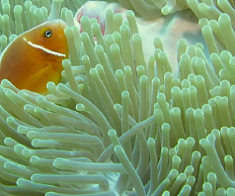 o Achieve 30% Ocean Protection Governments Can Look Beyond Conventional Tools. Credit - Angelo Villagomez