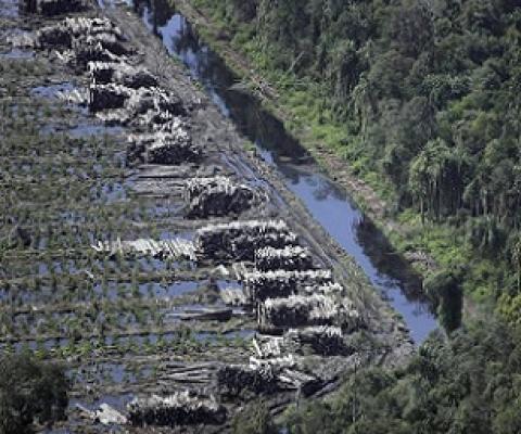 Acacia logs lie adjacent to a natural forest on Sumatra island, Indonesia. The country’s rainforests are a prime focus for conservation efforts. Credit - Associated Press
