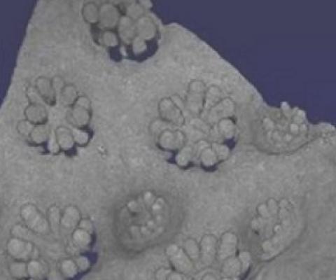 3-D-printed corals. Credit: Sarah Collins (Cambridge University)