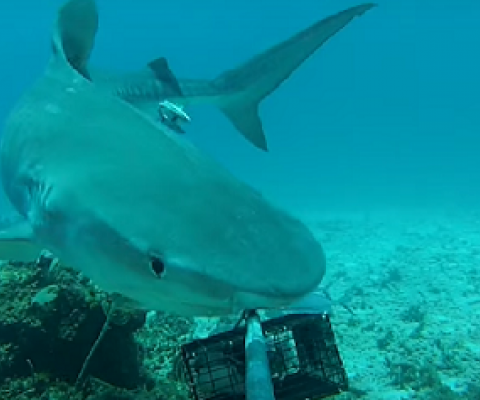 Sharks ‘functionally extinct’ from one in five coral reefs. Source - https://www.sciencemag.org/