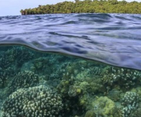 Corals grow in the shallows around a small island in Kimbe Bay, Papua New Guinea. Image by Tane Sinclair-Taylor.