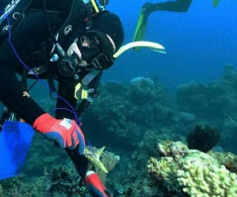 The Australian Institute of Marine Science trialling coral settlement devices on The Great Barrier Reef to help regenerate degraded reefs. Credit: Andrea Severati, photo courtesy: Australian Institute of Marine Science