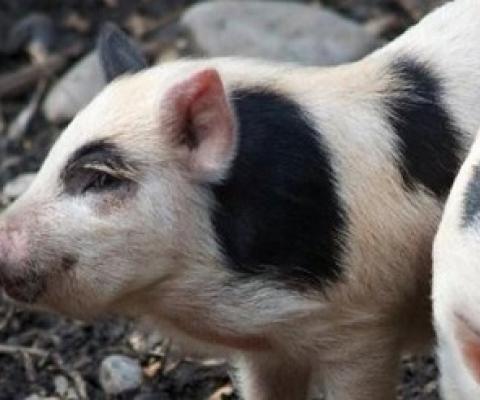 Auckland Island piglets. Photo: Flickr/Jon Sullivan
