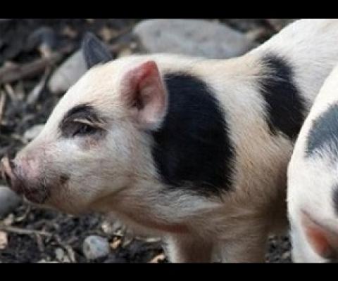 Auckland Island piglets, New Zealand. Photo: Flickr/Jon Sullivan
