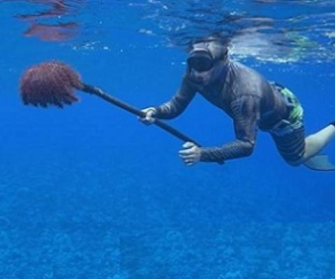 Small scale fishers are being called on to play a bigger role is managing coastal fisheries as taramea threaten the reefs of a number of islands. Photo: Kōrero o te `Ōrau / 20102210