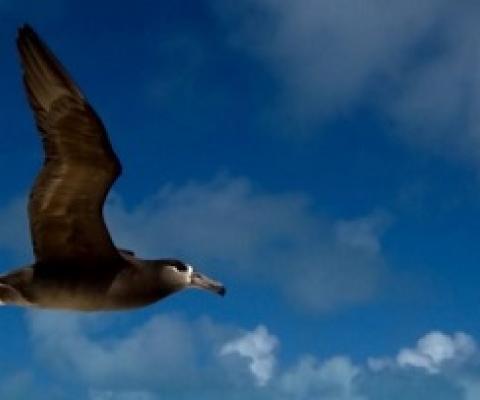 A black-footed albatross flies over the northwestern Hawaiian Islands. Black-footed albatrosses travel thousands of miles to forage in the international waters of the North Pacific Ocean.Melinda Conners/Stony Brook University