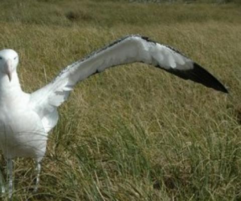 Antipodean albatross Photo: Southern Seabird Solutions Trust