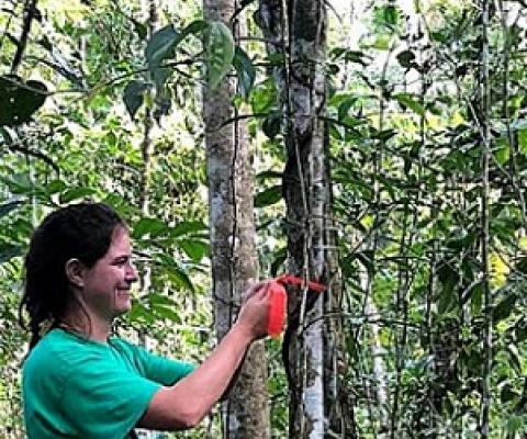 Credit - Samoa Conservation Society