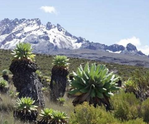 Ecosystem with alpine vegetation at Mount Kilimanjaro. Credit: Andreas Hemp