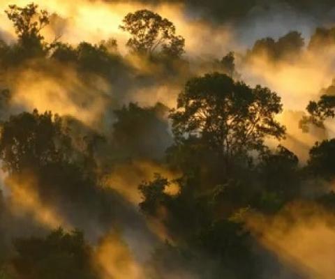 Amazon forest canopy at dawn. The loss of forests as ‘carbon sinks’ is likely to make climate breakdown more severe. Photograph: Peter Vander Sleen/PA