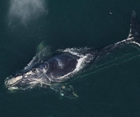 A North Atlantic right whale swims with a fishing net tangled around her head December 30, 2010 off the coast off Daytona Beach, Florida. source - CNN.com