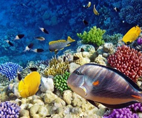 Aquariums protect corals that may be critical to rebuilding reefs, study shows. Source - https://www.prnewswire.com/ 