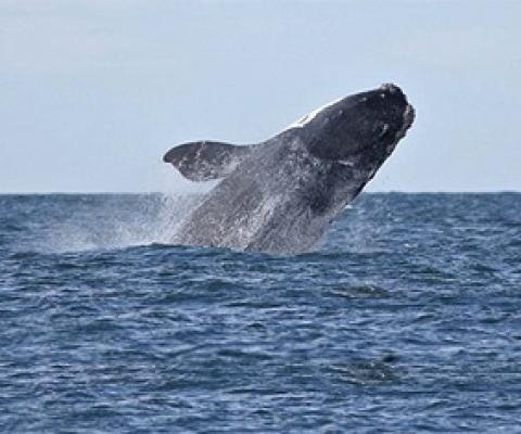 Conservation groups file petition calling for gear ban to protect right whales. Credit - Chris Chase