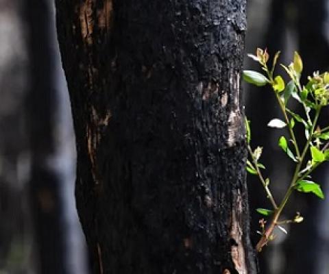 Record and upload what you see on bush walks to help experts monitor fire recovery. Darren England/AAP