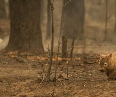 Animals that survive the fires, like this wombat pictured in New South Wales, will struggle to find food and shelter.Credit: Wolter Peeters/The Sydney Morning Herald/Getty