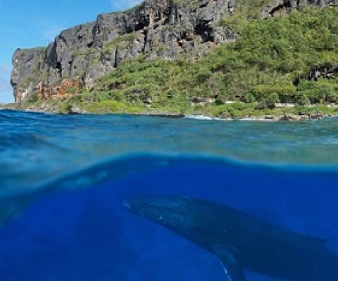 A whale approaches the ocean surface in the Austral Islands, a remote archipelago in the South Pacific Ocean. The French Polynesia government recently announced plans to protect these waters and their rich biodiversity. Damocean/Getty Images