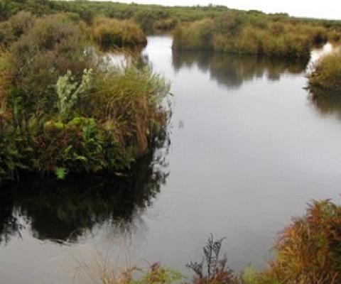 Awarua wetland, New Zealand. Credit - https://www.wetlandtrust.org.nz/