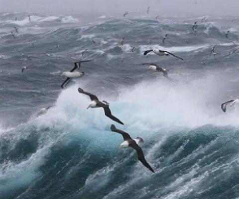 New high seas treaty to fill vital gap in ocean protection. Credit - Unsplash