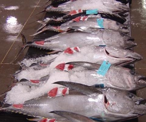 Bigeye tuna. source - https://www.seafoodsource.com/