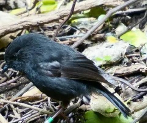 Conservationist Susan Thorpe says that in a recent consultation on the black robin’s survival, no idea was considered ‘too crazy’. Photograph: Jess MacKenzie