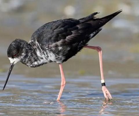 Critically endangered Black Stilt, New Zealand. Credit - blickwinkel/Alamy