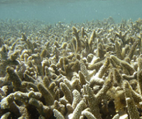 bleached corals, Hawaii. Source - https://gritdaily.com/