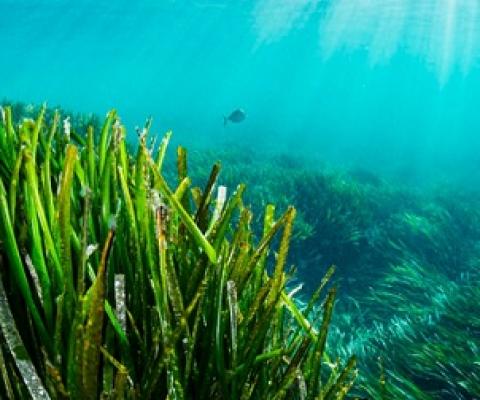 Posidonia seagrass meadows in Ibiza (Spain). Credit - Shane Gross