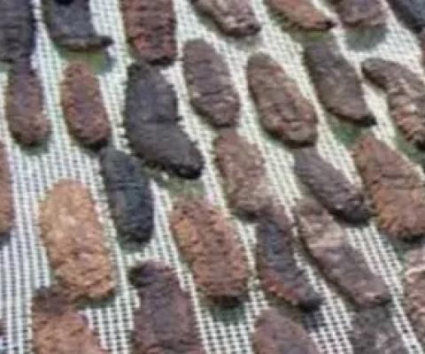 Ontong Java chief calls on Fisheries to return confiscated beche-de-mer. Credit - https://theislandsun.com.sb/ 