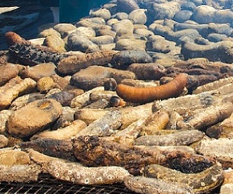 Beche-de-mer harvest reopens. Credit - https://theislandsun.com.sb/