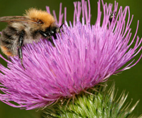 bee pollinating a flower