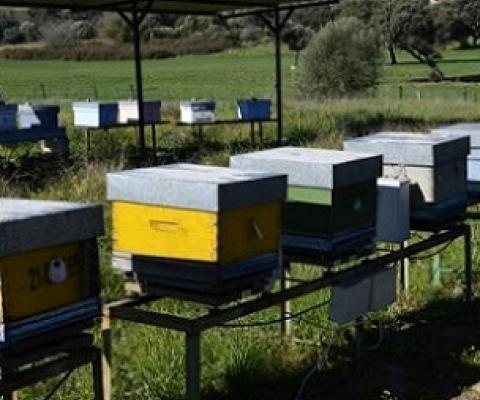 Bees where the new tool was teste in Cordoba Credit: University of Cordoba