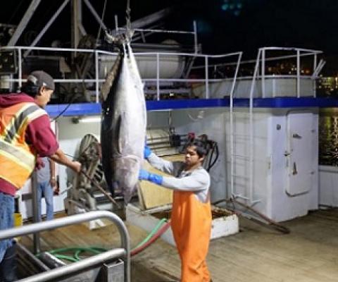 Crews receive a load of fish to be sold at the Honolulu Fish Auction in 2018. Credit - Ronen Zilberman/Civil Beat