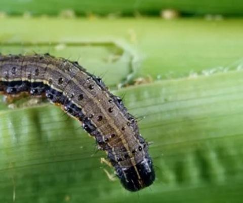 A fall armyworm grub. The cost of the invasive species spreading in Queensland is cited in a new CSIRO report that calls for an overhaul of Australia’s biosecurity regime. Photograph: Grant Heilman Photography/Alamy