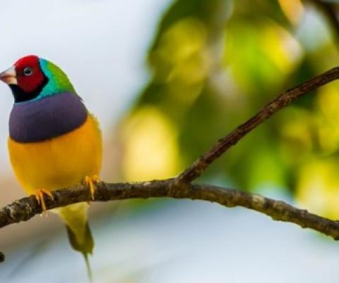 Waterholes visited by the endangered Gouldian finch contained trace DNA that allowed scientists to detect the bird’s presence.Credit: photographereddie/Getty