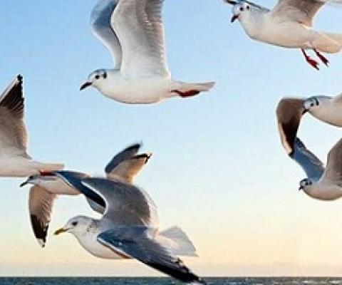 Birds connect our world