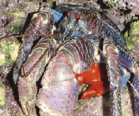 Coconut Crab (Birgus latro). Source - www.researchgate.net