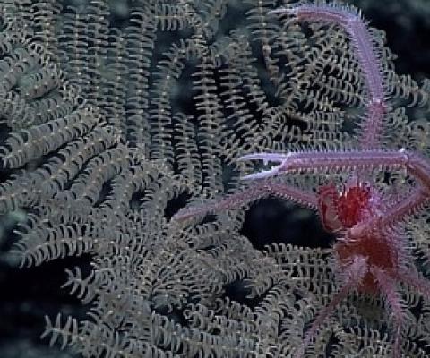 New Black Coral species Umbellapathes litocrada. Credit: Reuters Photo  