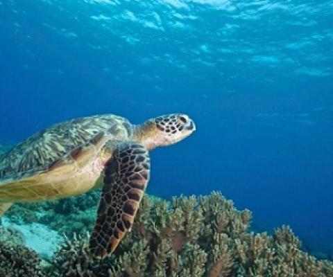 A new initiative aims to protect vast tracts of ocean with the world's seas increasingly under pressure from people and pollution [File: Steve de Neef/Greenpeace via EPA]