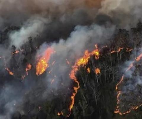 The unprecedented bushfires could affect the diversity of eucalypts for which the Blue Mountains is recognised. Photograph: CPOA Brett Kennedy/Commonwealth of Australia/PA